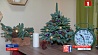 Белорусы уже  сегодня могут выбрать свое новогоднее дерево и сделать его особенным