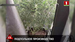 Житель Минска выращивал каннабис