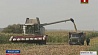 Сельхозорганизации Минской области начали уборку кукурузы на зерно