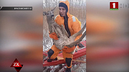 В Браславском районе бойцы МЧС спасли косулю, провалившуюся под лед 