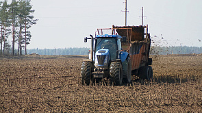 Зерновые и зернобобовые культуры, кукуруза, гречиха, рапс - яровой сев в Минской области составит более полумиллиона гектаров