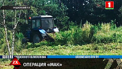 Более 350 кг конопли уничтожено в Гродненском районе с начала операции "Мак"