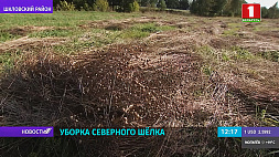 В Беларуси идет уборка льна