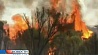 Аномальная жара и лесные пожары бушуют в Австралии