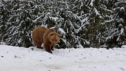 Сколько бурых медведей насчитывается в  Беларуси и где они обитают