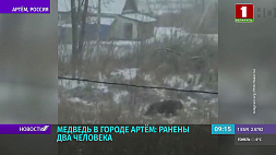Медведь навел страх на жителей российского Артема: ранены два человека