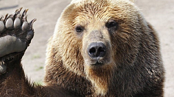 Режим угрозы возникновения ЧС ввели в Красноярске из-за замеченного в городе медведя
