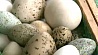 Коллекционер из Вилейки собрал более ста видов птичьих яиц