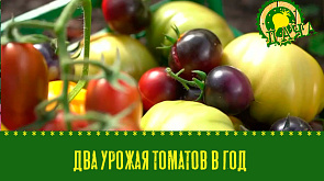 Два урожая томатов в год | Батат