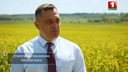 100 тысяч гектаров рапса для Витебской области - не предел, считает губернатор 