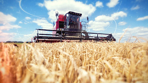 Пшеница уродила - терять нельзя ни минуты: белорусские аграрии намерены собрать не менее 10 млн т зерна