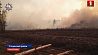 Третьи сутки белорусские спасатели сражаются с огнем на Ольманских болотах в Столинском районе