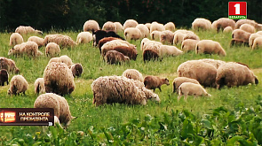Овцеводство