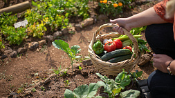 Правильно ли вы поливаете огород в жару?