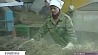 Минская область планирует увеличить объемы выпуска продукции из льна
