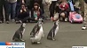 В США прошел Марш маленьких пингвинят