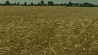 16 новых зерносушильных комплексов построят в этом году в Минской области