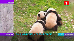 Панды-близнецы снова в строю