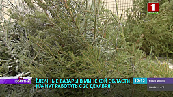 Полторы тысячи фотоловушек: в Беларуси усилен контроль за незаконной вырубкой деревьев