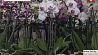 В Ботаническом саду готовятся к тропическому карнавалу орхидей