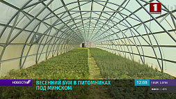 Весенний бум в питомниках под Минском