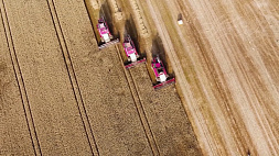 Каравай Минской области превысил 180 тысяч тонн, средняя урожайность почти 38 центнеров с гектара