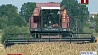Сельхозорганизации Минской области увеличивают темпы уборки зерновых