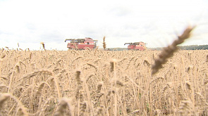 Аграрии Полоцкого района завершают уборку зерновых - теперь внимание севу озимых 
