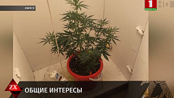 В Минске молодая пара выращивала коноплю у себя дома
