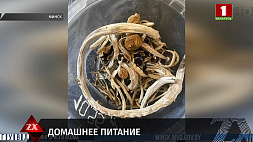 Галлюциногенные грибы изъяты у главного инженера в Минске