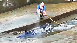 В Лондоне спасли детеныша кита, застрявшего в Темзе