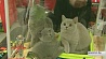 Международная выставка кошек прошла в Минске