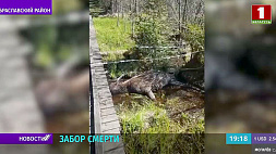 10 мая в Браславском районе пограничники обнаружили мертвого лося