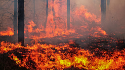 За сутки в Беларуси потушили шесть лесных пожаров