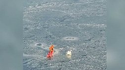 История спасения лебедя на гребном канале в Бресте 