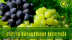 Секреты выращивания винограда - в программе "Дача"