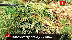 Спецоперация "Мак" - в Чечерском районе уничтожено свыше полутонны наркотических растений 