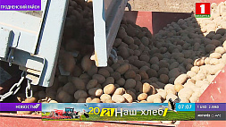 Аграрии Беларуси приступили к посадке картофеля