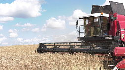Жатва в Беларуси продолжается: хлеборобы обмолотили почти 30 процентов площадей