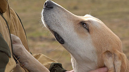 Чистокровную русскую гончую породу собак разводит житель Кобринского района