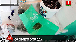 В Бобруйске местный житель выращивал коноплю прямо в квартире