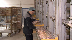 Беларусь в начале 2024 года вдвое нарастила поставки яиц в Россию