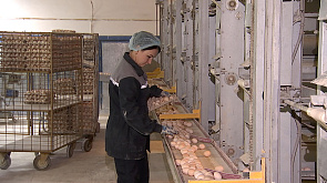 Беларусь в начале 2024 года вдвое нарастила поставки яиц в Россию