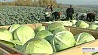 Аграрии Минской области завершают уборку фруктов и овощей