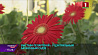"Лесная", "садовая", "уникум", "королевская" - в Центральном ботаническом саду выставка пеларгоний 