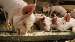 Украинскую пшеницу скормили свиньям в Испании, а не отправили в бедные страны