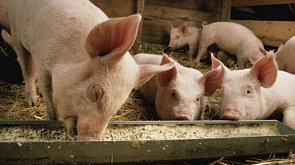 Украинскую пшеницу скормили свиньям в Испании, а не отправили в бедные страны