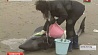 На пляже японского Хокота пытаются помочь дельфинам