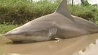В Австралии посреди дороги нашли мертвую акулу