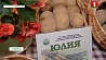 Беларусь экспортирует более половины из собранных 6 миллионов тонн картофеля 